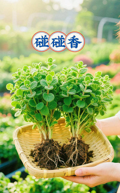 小众送妈妈的花有哪些花