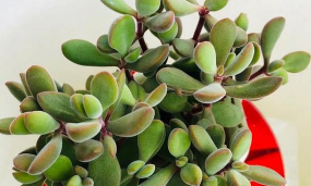 小众送妈妈的花有哪些花