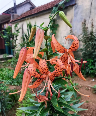 卷丹百合什么时候种植