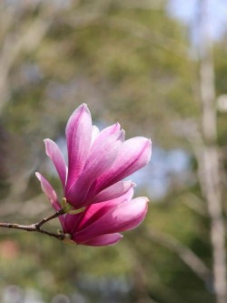 小众送妈妈的花有哪些花