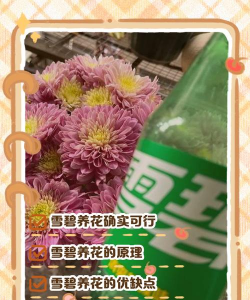 小众送妈妈的花有哪些花