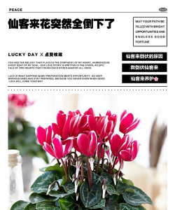 小众送妈妈的花有哪些花