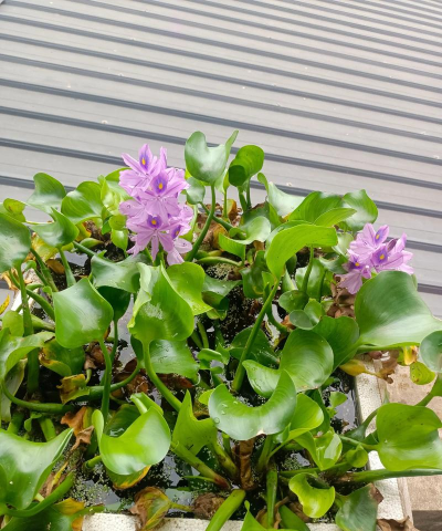 小众送妈妈的花有哪些花