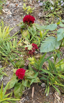 止血花又叫什么