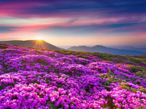 小众送妈妈的花有哪些花