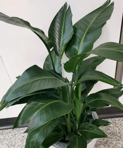 鹤望兰属于什么花类