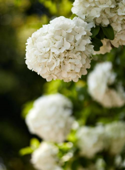 小众送妈妈的花有哪些花