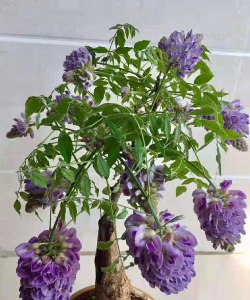 小众送妈妈的花有哪些花