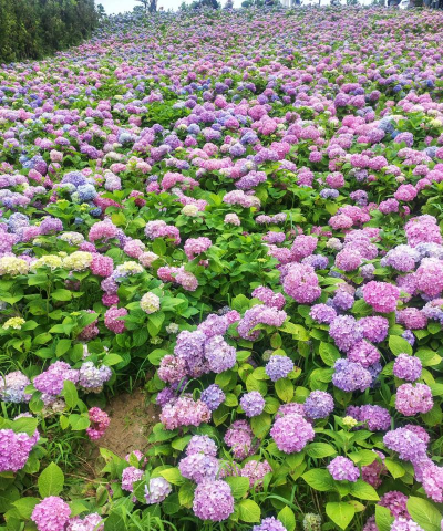 小众送妈妈的花有哪些花