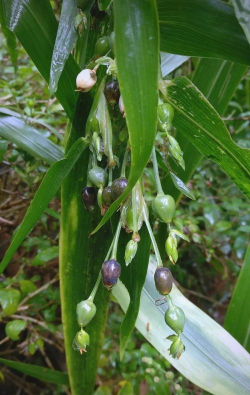 薏米是什么植物长得