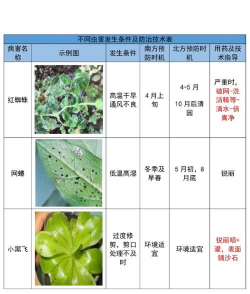 小众送妈妈的花有哪些花