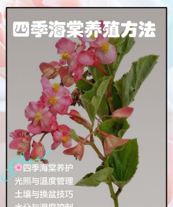 四季海棠怎么养