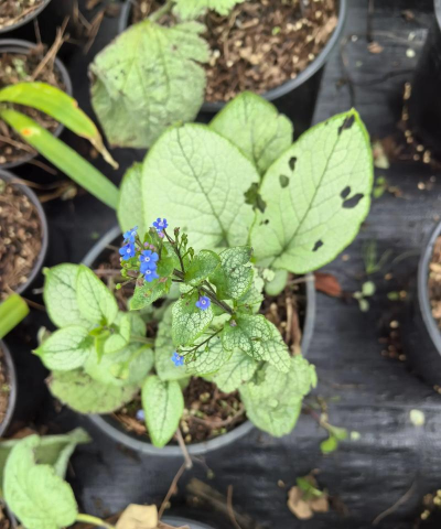 牛舌兰是什么植物