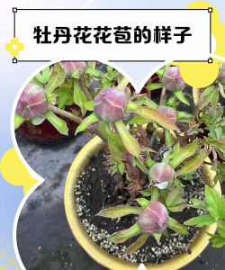 小众送妈妈的花有哪些花