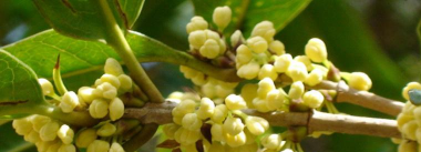 四季桂花叶尖老是发焦