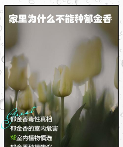 小众送妈妈的花有哪些花