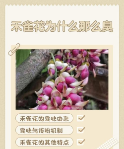 小众送妈妈的花有哪些花