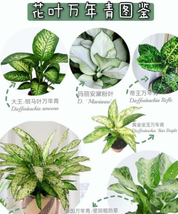 小众送妈妈的花有哪些花