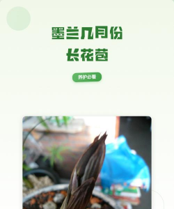 小众送妈妈的花有哪些花