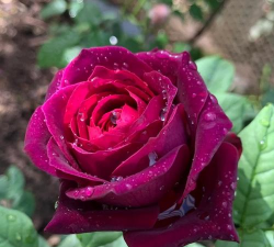 小众送妈妈的花有哪些花