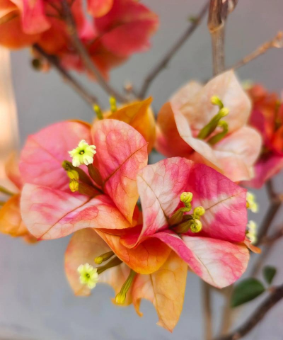 小众送妈妈的花有哪些花