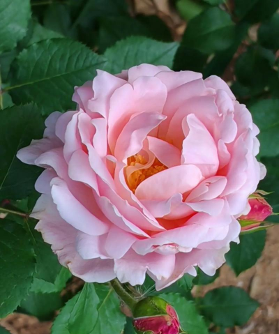 灌木类粉色花有哪些花