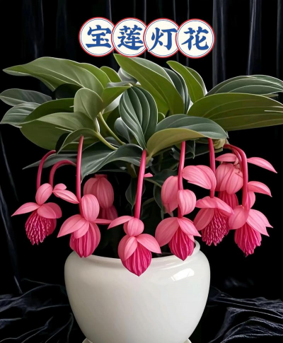 小众送妈妈的花有哪些花