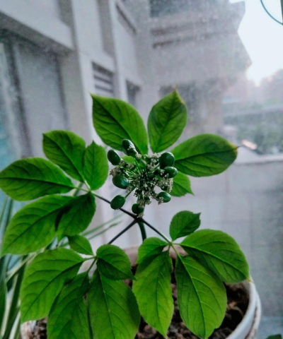 小众送妈妈的花有哪些花