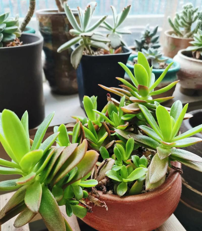 小众送妈妈的花有哪些花