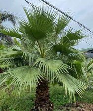 小众送妈妈的花有哪些花