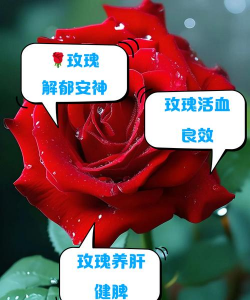 小众送妈妈的花有哪些花