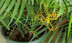 小众送妈妈的花有哪些花