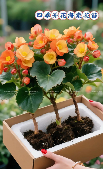 小众送妈妈的花有哪些花