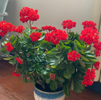 小众送妈妈的花有哪些花