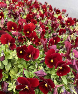 小众送妈妈的花有哪些花