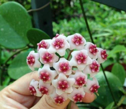 小众送妈妈的花有哪些花