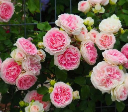 见过美丽的花有哪些花