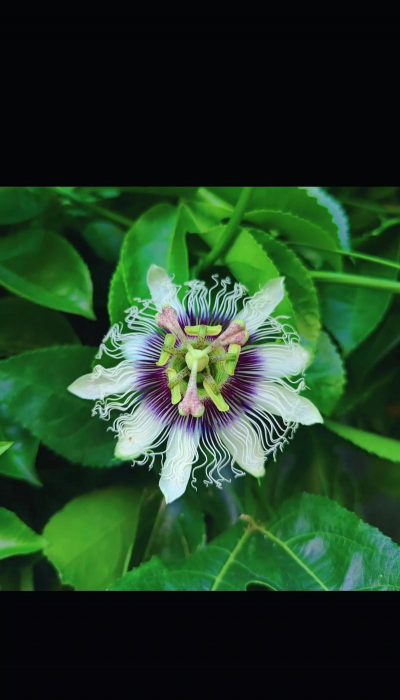 小众送妈妈的花有哪些花