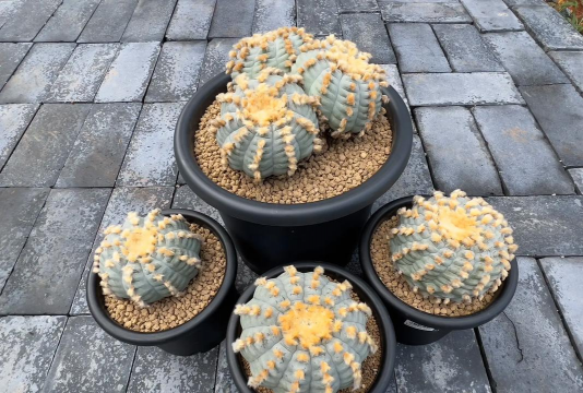 小众送妈妈的花有哪些花