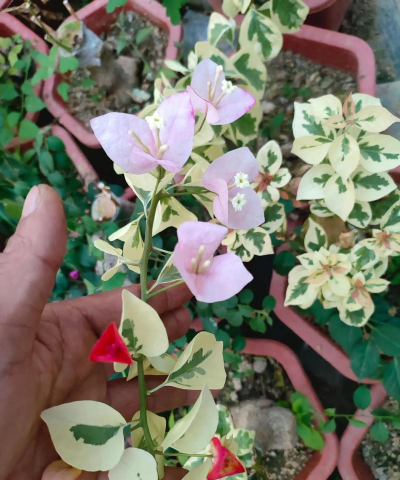 小众送妈妈的花有哪些花