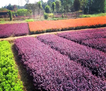 小众送妈妈的花有哪些花