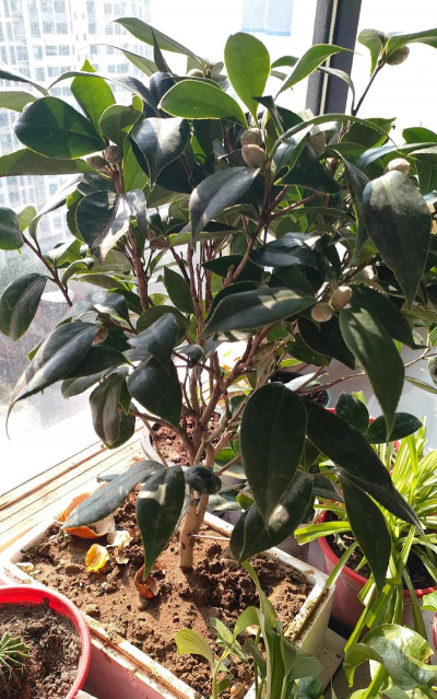 小众送妈妈的花有哪些花