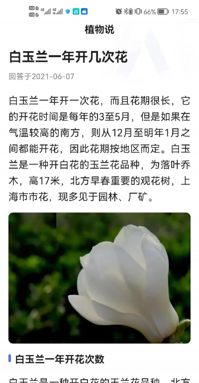 白玉兰花花期多长时间