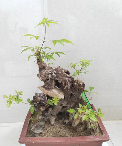 小众送妈妈的花有哪些花