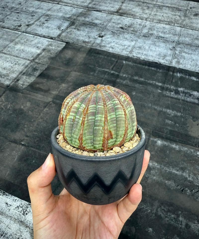 小众送妈妈的花有哪些花