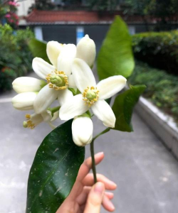 小众送妈妈的花有哪些花