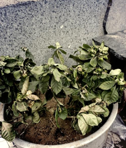 小众送妈妈的花有哪些花