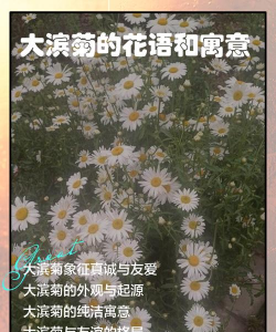 滨菊的花语是什么