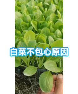 白菜种植不包心怎么办呢