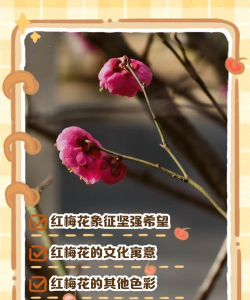 小众送妈妈的花有哪些花